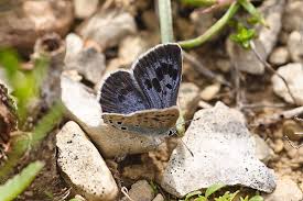 Attēlu rezultāti vaicājumam “Phengaris arion underside”