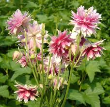 Image result for Aquilegia vulgaris `Nora Barlow`