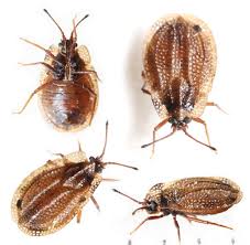 Attēlu rezultāti vaicājumam “Acalypta carinata”