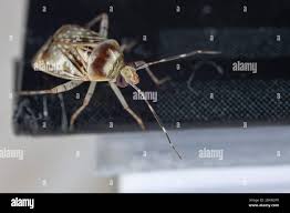 Attēlu rezultāti vaicājumam “Grypocoris sexguttatus”