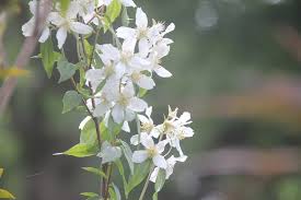 Attēlu rezultāti vaicājumam “Philadelphus lemoinei flower”
