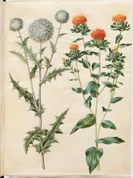 Image result for Echinops spaerocephalus