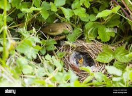 Attēlu rezultāti vaicājumam “Phylloscopus collybita adult”
