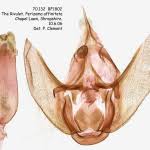 Attēlu rezultāti vaicājumam “Perizoma affinitata”