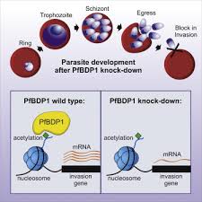 Attēlu rezultāti vaicājumam “Diderma cingulatum plasmodium”