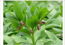 Attēlu rezultāti vaicājumam “Scopolia carniolica”