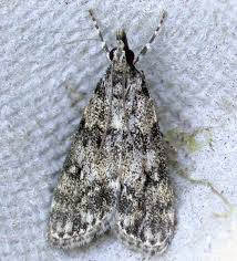 Attēlu rezultāti vaicājumam “Eudonia lacustrata”