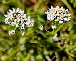 Attēlu rezultāti vaicājumam “Teesdalia nudicaulis”