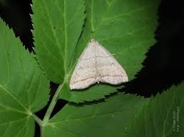 Attēlu rezultāti vaicājumam “Herminia tarsicrinalis”