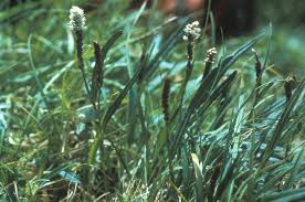 Attēlu rezultāti vaicājumam “Bistorta vivipara”