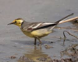 Attēlu rezultāti vaicājumam “Motacilla citreola male”