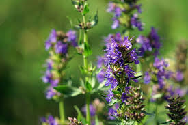 Image result for Ysop