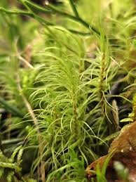 Attēlu rezultāti vaicājumam “Dicranum majus”