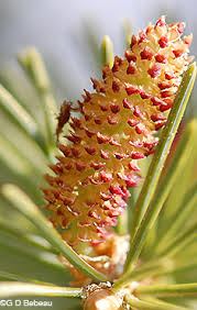 Attēlu rezultāti vaicājumam “Picea abies male flower”