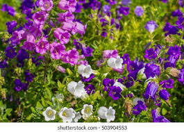 Image result for Campanula formanekiana