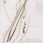 Attēlu rezultāti vaicājumam “Carex appropinquata fruit”