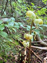 Attēlu rezultāti vaicājumam “Pyrola chlorantha”