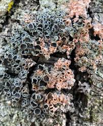 Attēlu rezultāti vaicājumam “Erythricium aurantiacum”