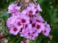 Image result for Bergenie