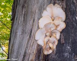 Attēlu rezultāti vaicājumam “Hypsizygus ulmarius”