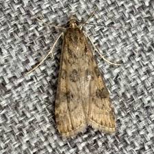 Attēlu rezultāti vaicājumam “Nomophila noctuella”