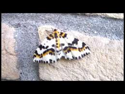 Attēlu rezultāti vaicājumam “Abraxas grossulariata imago”