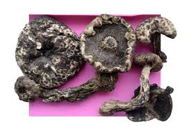 Attēlu rezultāti vaicājumam “Strobilomyces strobilaceus”