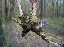Attēlu rezultāti vaicājumam “Lathraea squamaria bud”