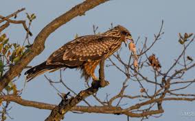 Attēlu rezultāti vaicājumam “Scolopax rusticola juvenile”