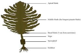 Attēlu rezultāti vaicājumam “Sciuro-hypnum curtum sporophyte”
