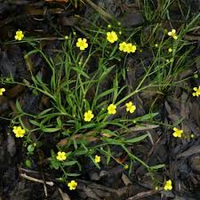 Attēlu rezultāti vaicājumam “Ranunculus flammula leaf”