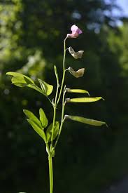 Attēlu rezultāti vaicājumam “Lathyrus latifolius fruit”