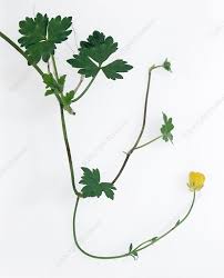 Attēlu rezultāti vaicājumam “Ranunculus bulbosus flower”