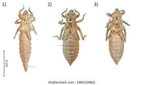 Attēlu rezultāti vaicājumam “Gomphus flavipes”