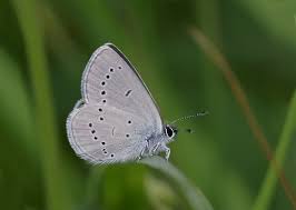 Attēlu rezultāti vaicājumam “Cupido minimus underside”