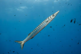 Image result for Sphyraena barracuda