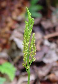 Attēlu rezultāti vaicājumam “Botrychium virginianum”