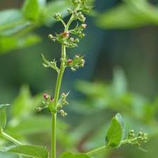 Attēlu rezultāti vaicājumam “Scrophularia umbrosa”