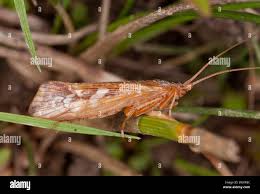 Attēlu rezultāti vaicājumam “Glyphotaelius pellucidus”