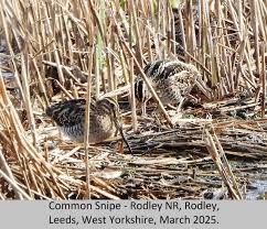 Attēlu rezultāti vaicājumam “Gallinago gallinago nest”