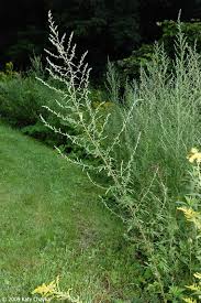 Attēlu rezultāti vaicājumam “Artemisia vulgaris bud”