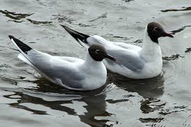 Image result for Chroicocephalus ridibundus