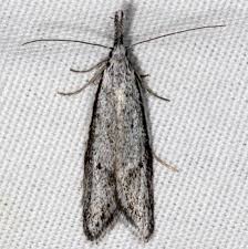 Attēlu rezultāti vaicājumam “Coleophoridae”