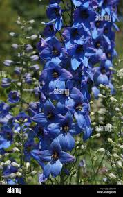 Image result for Rittersporn