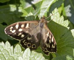 Attēlu rezultāti vaicājumam “Pararge aegeria upperside”