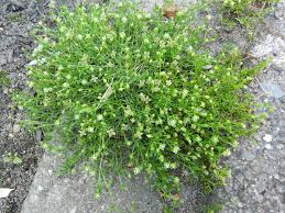 Attēlu rezultāti vaicājumam “Sagina procumbens”