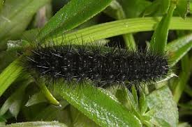 Attēlu rezultāti vaicājumam “Diacrisia sannio”