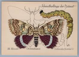 Attēlu rezultāti vaicājumam “Catocala fraxini”