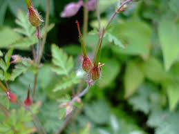 Attēlu rezultāti vaicājumam “Geranium robertianum leaf”