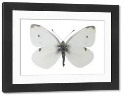 Attēlu rezultāti vaicājumam “Pieris rapae male”